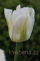 Tulipa Greenspot - tulipán Greenspot - květ - 17.4.2007 - Lanžhot (BV) - soukromá zahrada