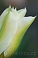 Tulipa Greenspot - tulipán Greenspot - květ - 24.4.2010 - Lanžhot (BV) - soukromá zahrada