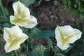 Tulipa Greenspot - tulipán Greenspot - celá rostlina - 15.4.2007 - Lanžhot (BV) - soukromá zahrada
