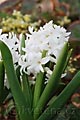 Hyacinthus Carnegie - hyacint Carnegie - celá rostlina - 5.4.2008 - Lanžhot (BV) - soukromá zahrada