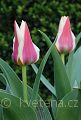 Tulipa greigi Rosanna - tulipán Greigův Rosanna - celá rostlina - 7.4.2007 - Lanžhot (BV) - soukromá zahrada