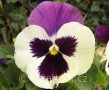 Viola ×wittrockiana Carneval®F1 Purple and White - violka ×wittrockiana Carneval®F1 Purple and White - květ - 7.10.2006 - Lanžhot (BV) - soukromá zahrada