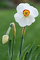 Narcissus Edna Earl - narcis Edna Earl - celá rostlina - 12.4.2007 - Lanžhot (BV) - soukromá zahrada
