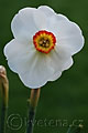 Narcissus Edna Earl - narcis Edna Earl - květ - 12.4.2007 - Lanžhot (BV) - soukromá zahrada