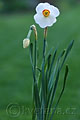 Narcissus Edna Earl - narcis Edna Earl - celá rostlina - 12.4.2007 - Lanžhot (BV) - soukromá zahrada