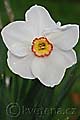 Narcissus Edna Earl - narcis Edna Earl - květ - 24.4.2010 - Lanžhot (BV) - soukromá zahrada