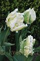 Tulipa Fantasy - tulipán Fantasy - celá rostlina - 10.4.2007 - Lanžhot (BV) - soukromá zahrada