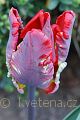 Tulipa Rococo - tulipán Rococo - květ - 10.4.2007 - Lanžhot (BV) - soukromá zahrada
