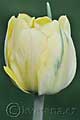 Tulipa Akebono - tulipán Akebono - květ - 8.4.2011 - Lanžhot (BV) - soukromá zahrada
