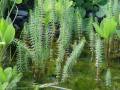 Hippuris vulgaris - prustka obecná - celá rostlina - 1.5.2006 - Lanžhot (BV) - soukromá zahrada