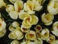 Crocus Cream Beauty - šafrán - celá rostlina - 26.3.2005 - Lanžhot (BV) - soukromá zahrada