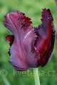 Tulipa 'Black Parrot' tulipán 'Black Parrot'